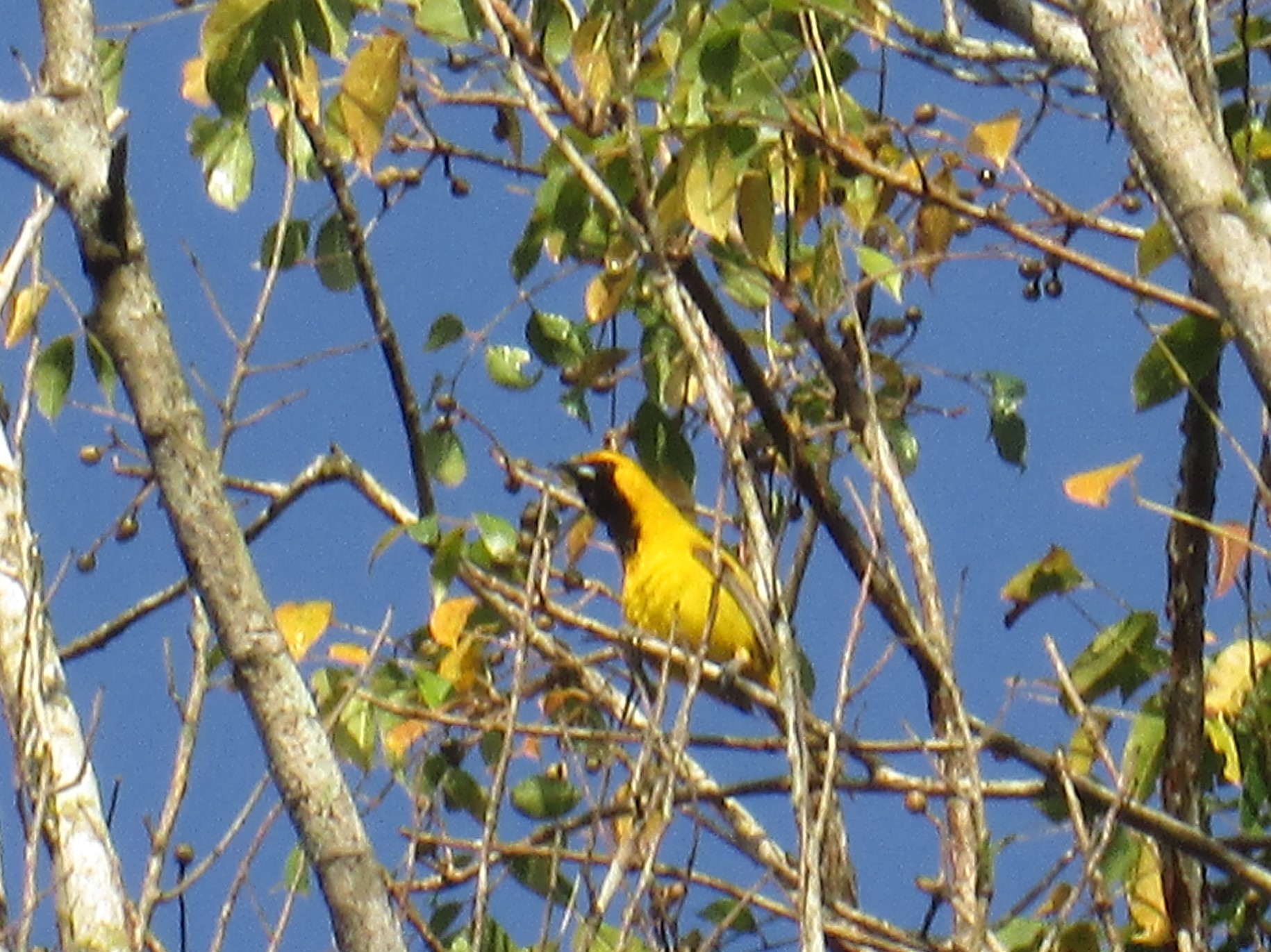 Yellow Black Bird.JPG
