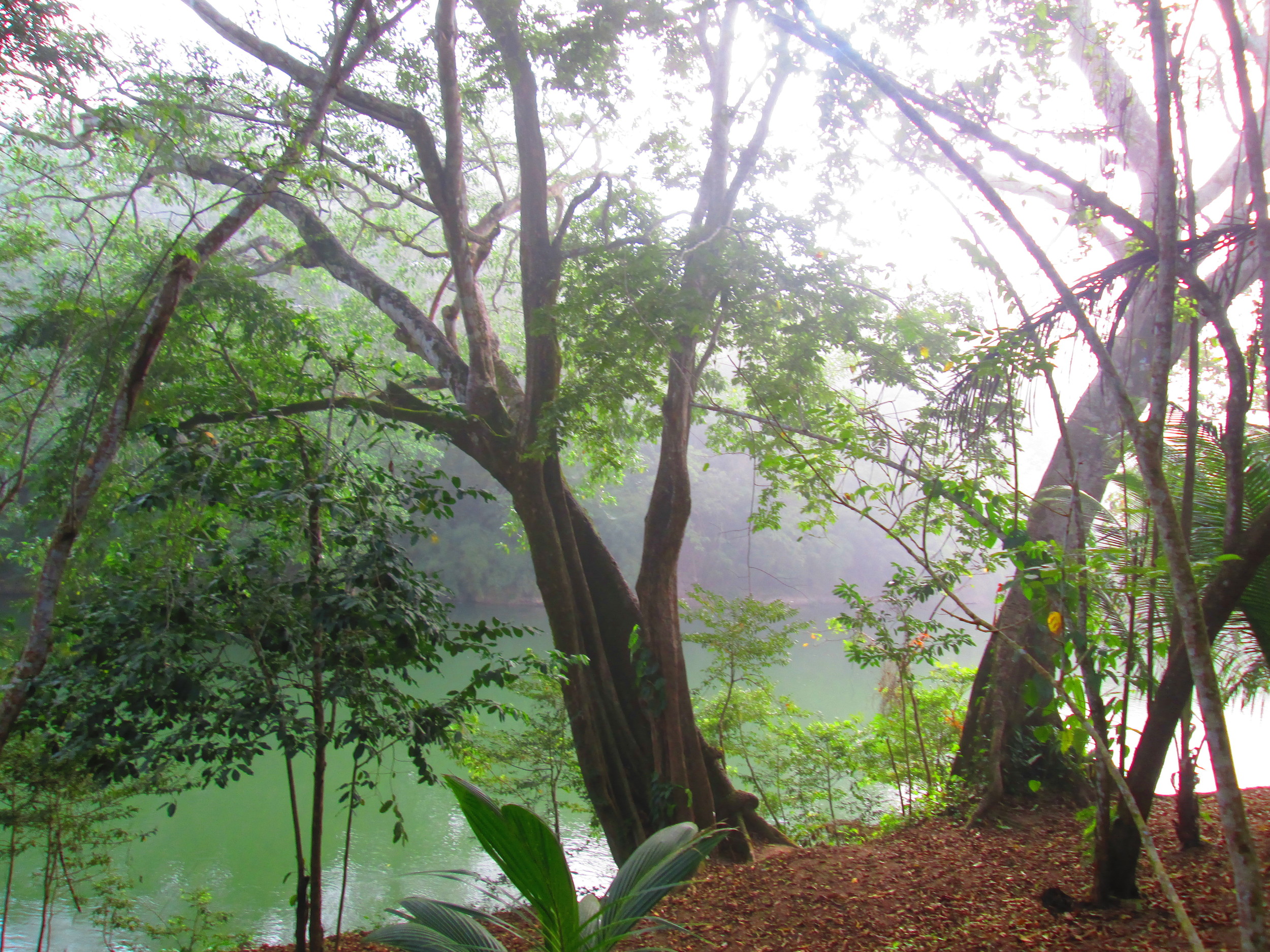 Belize River Bank Big Trees.JPG