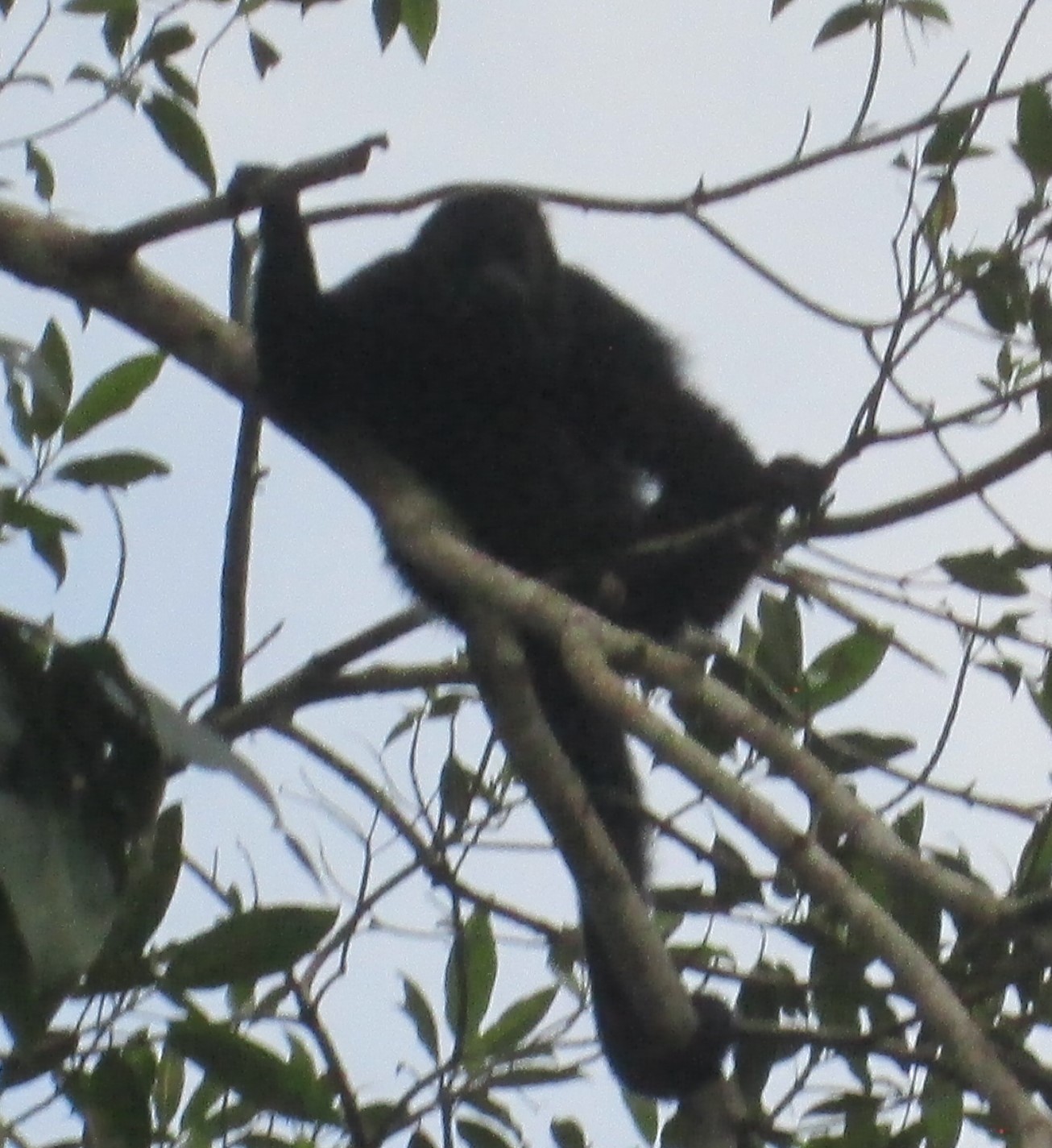 Howler Monkey 3.JPG