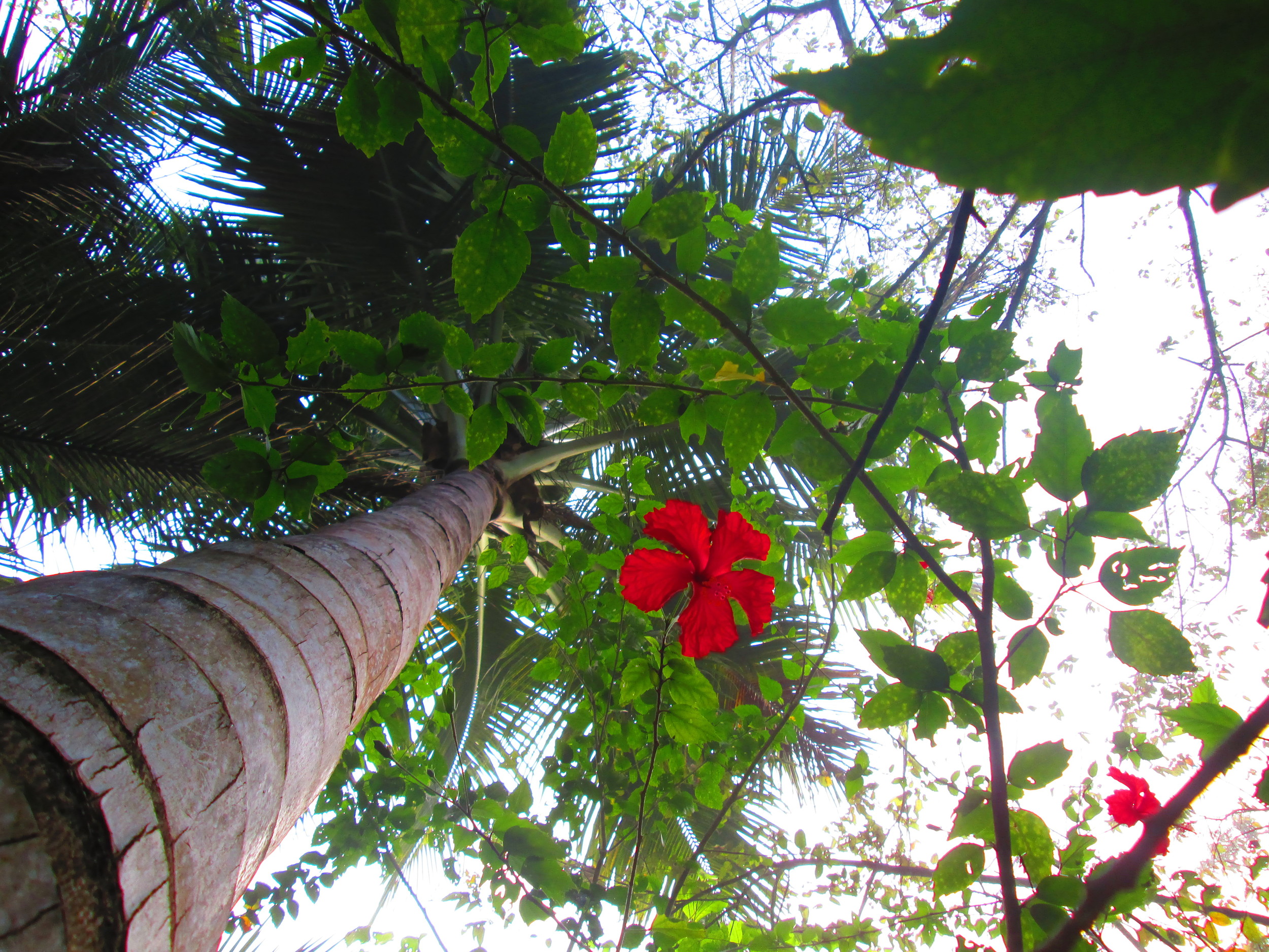 Palm tree and flower.JPG