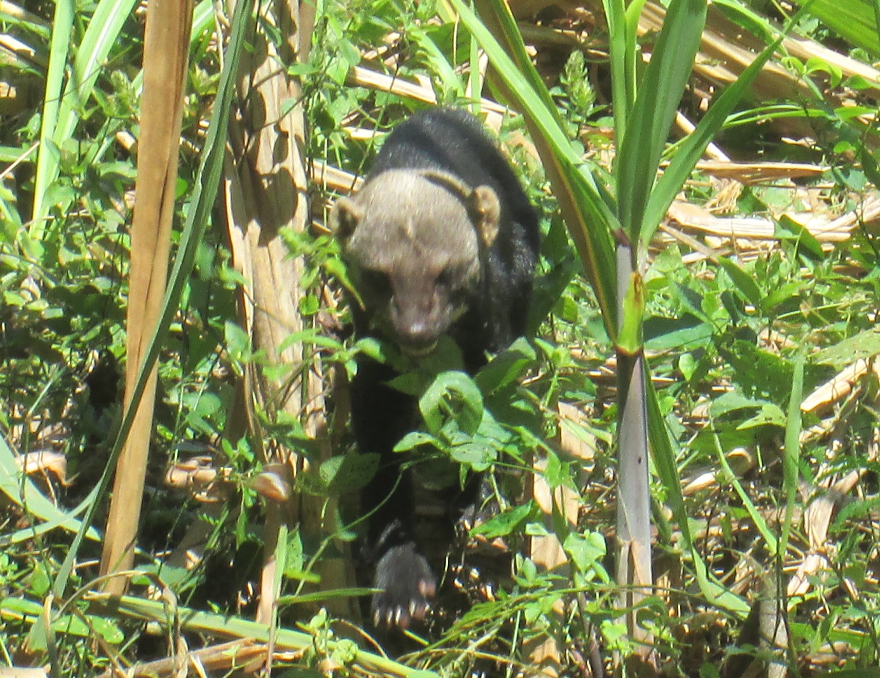 Tayra Bush Dog.JPG