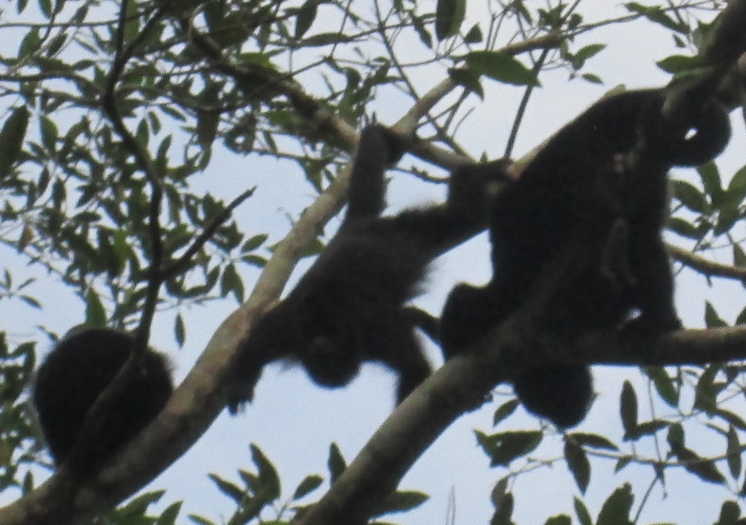 Howler Monkeys.JPG