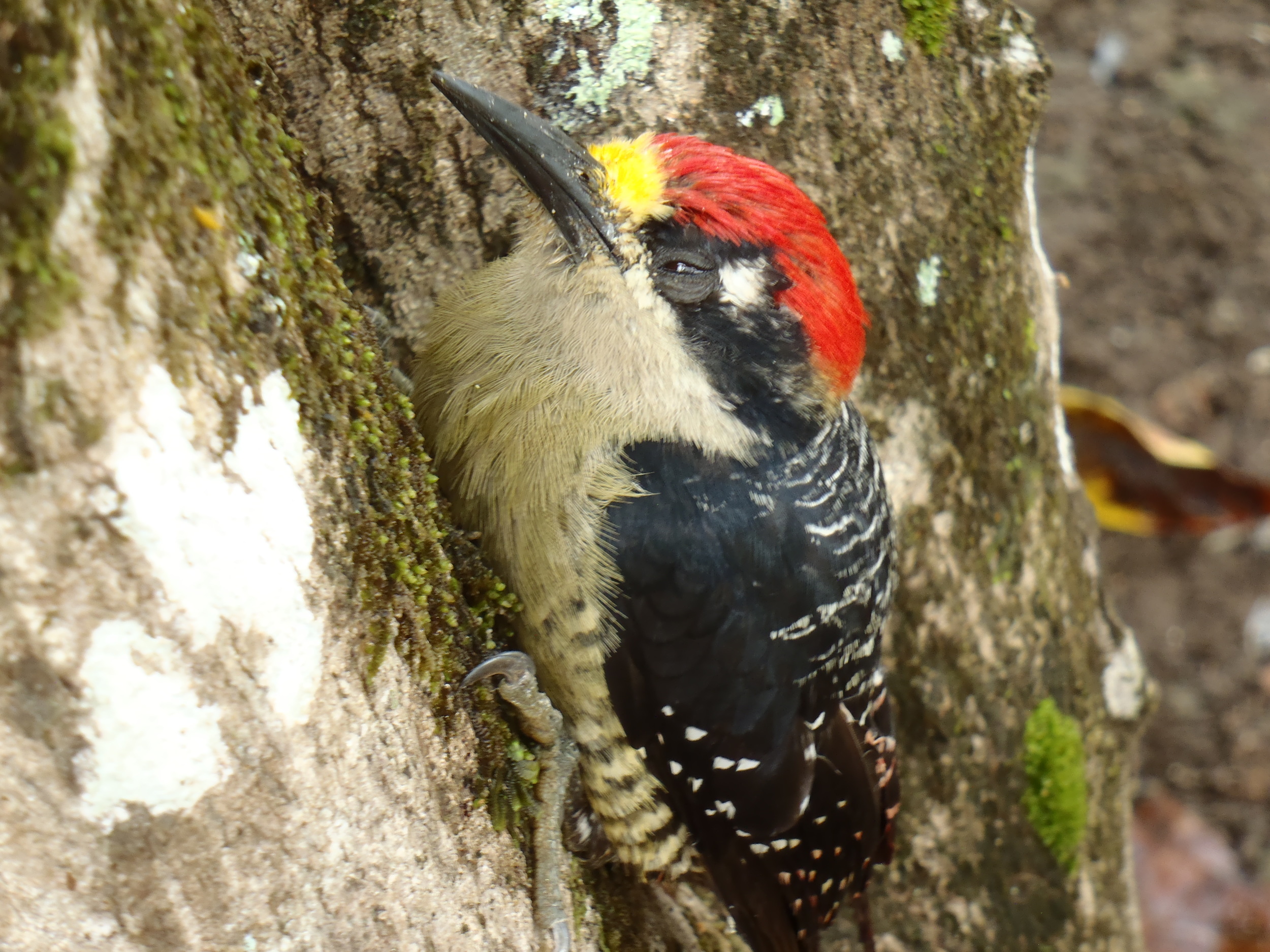 Woodpecker.JPG