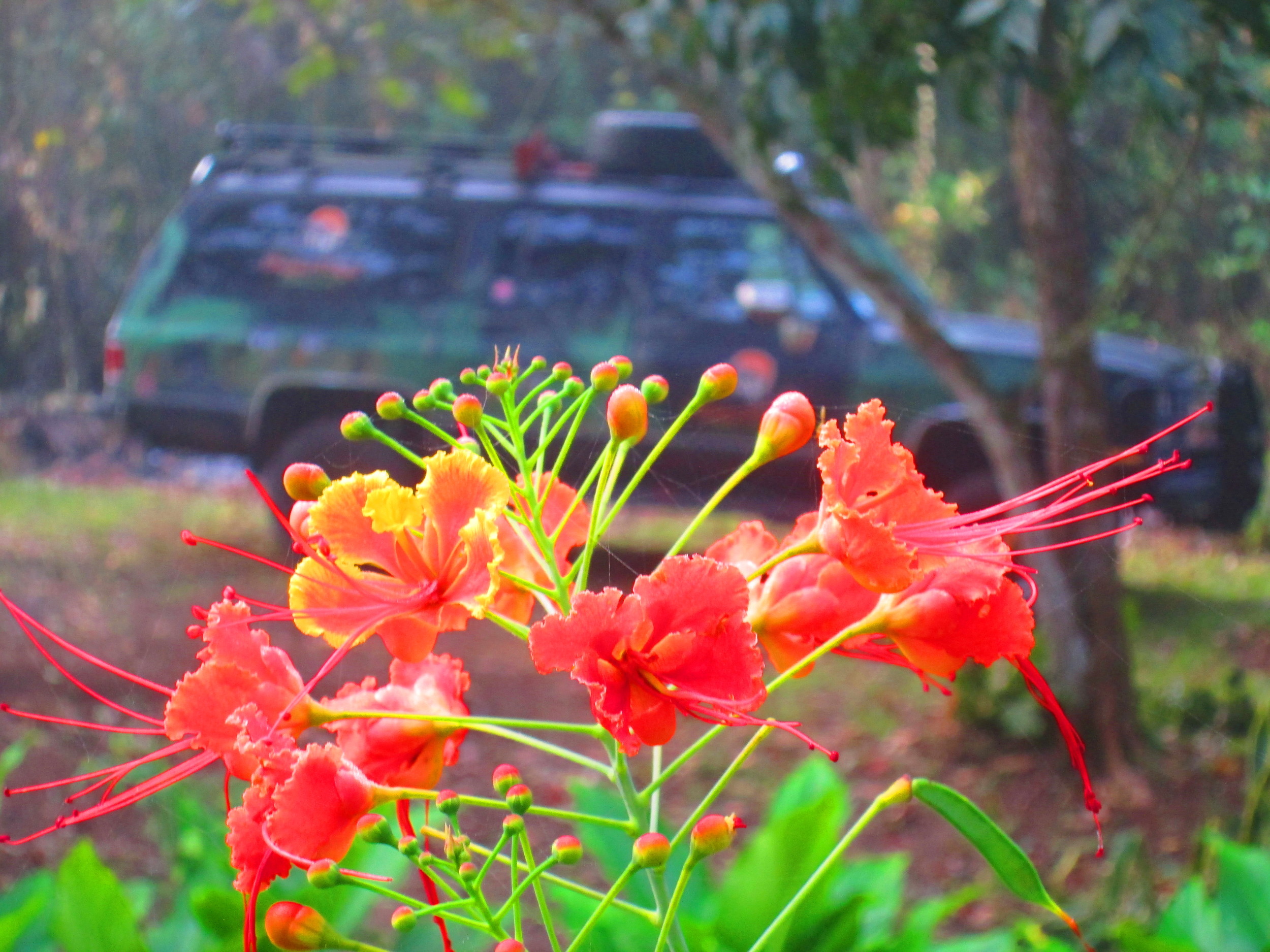 Orange Flowers and Jungle Truck.JPG