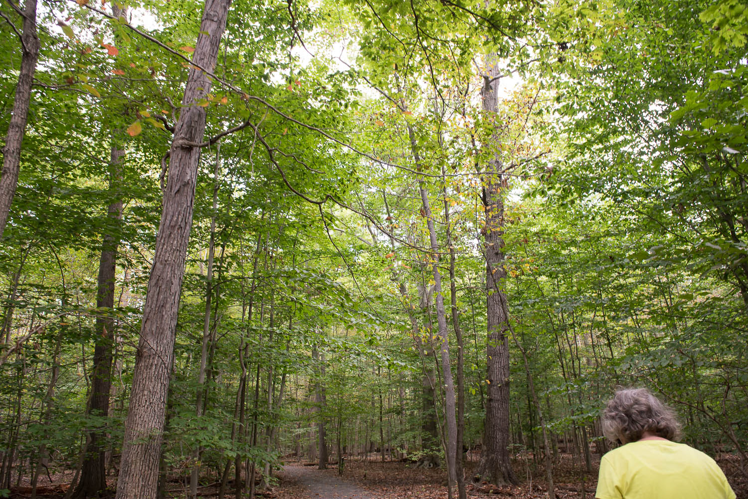  Joani Peacock walks on a trail at Huntley Meadows Park in Alexandria, Va., Friday, Sept. 19, 2014. Peacock, who has bipolar disorder, walks regularly in the park, which she refers to as her "outdoor cathedral," to help maintain a balanced mood. 