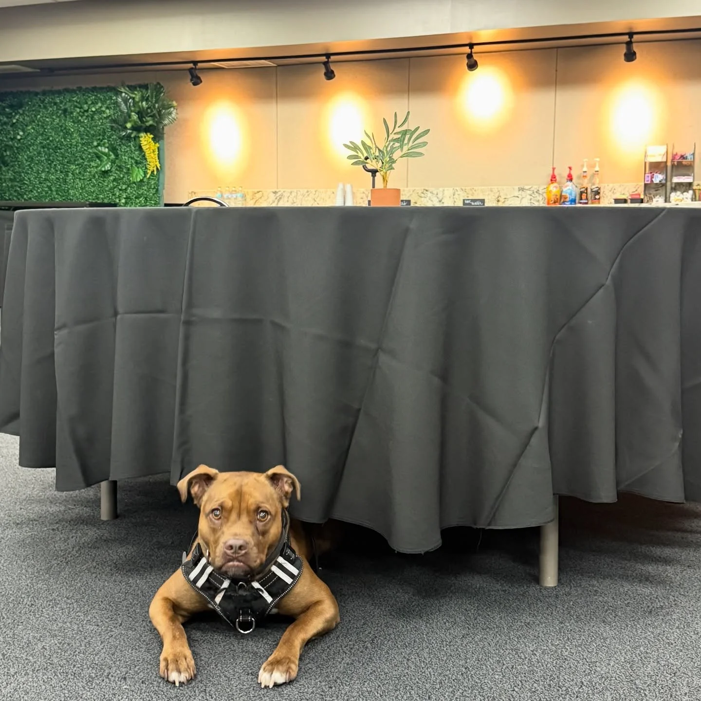 Remy is so cute at work🐕&zwj;🦺🐾

Thank you @mglinens for pulling these for me last minute!

#officedog #shopdog #securitysystem