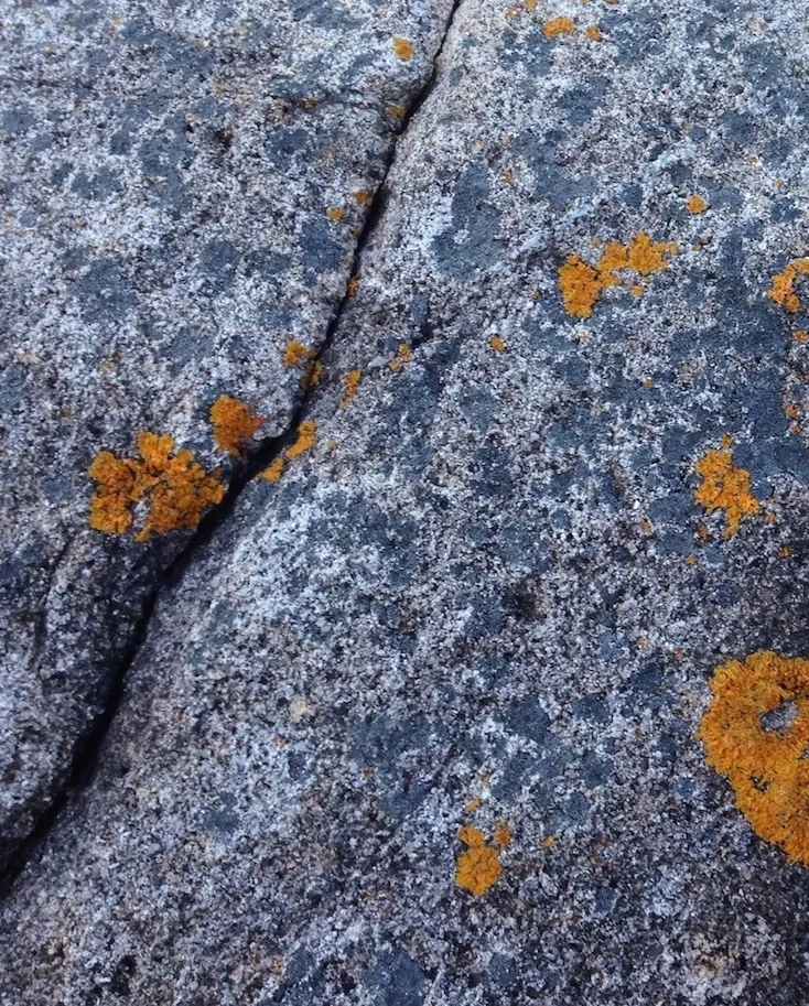 Lichens at Schoodic Peninsula, Acadia National Park, Maine (Photo: Robert Gibson)