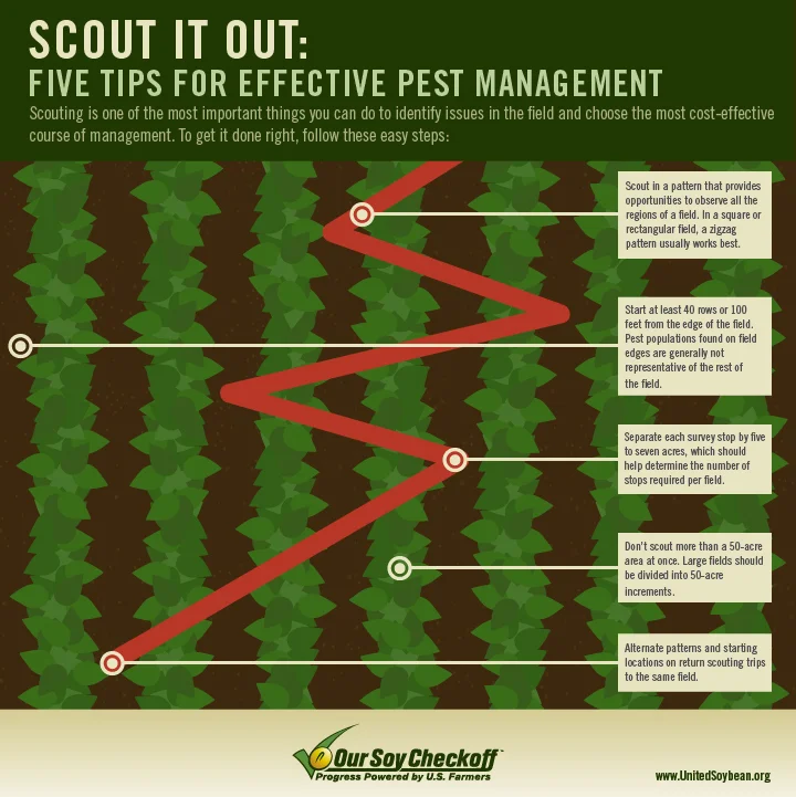 Scouting infographic-01.jpg