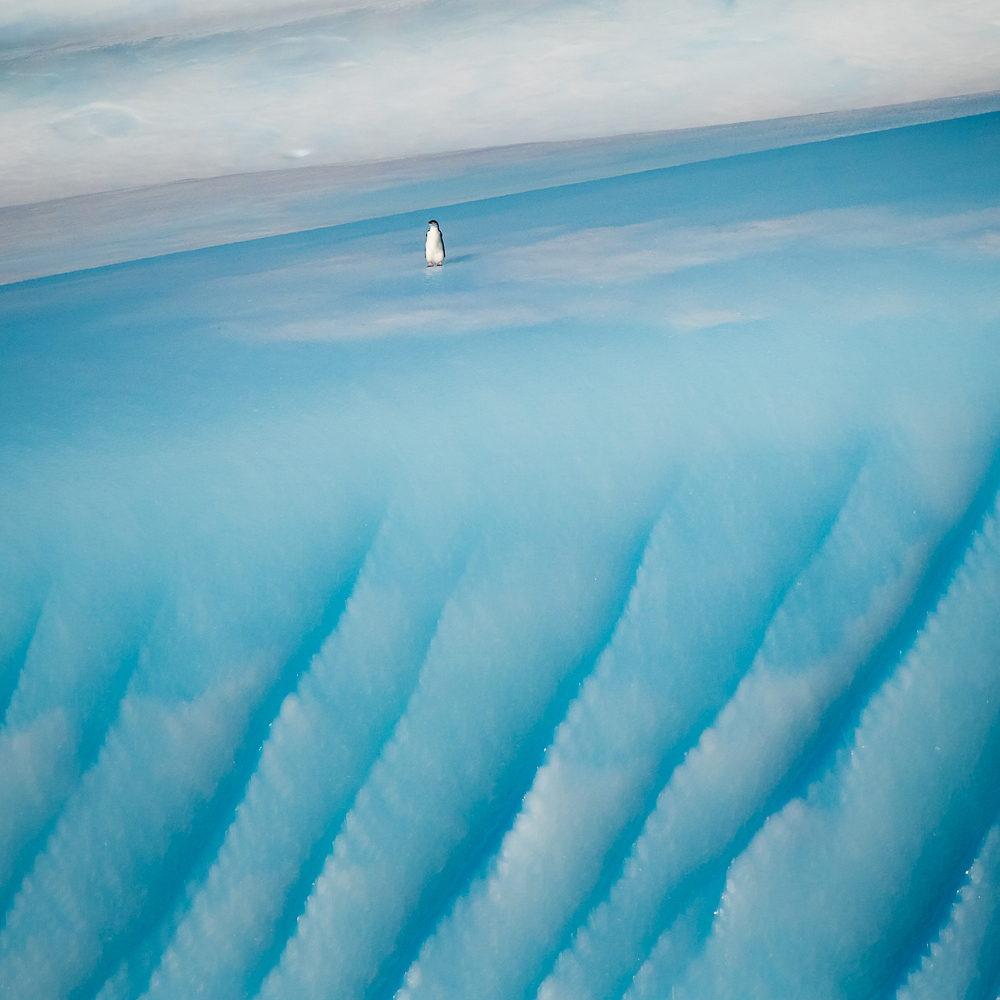 penguin_iceberg_022.jpg