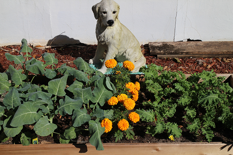 Broccoli, mums and kale
