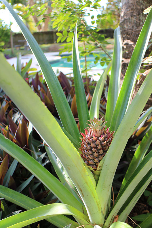 Baby pineapple.
