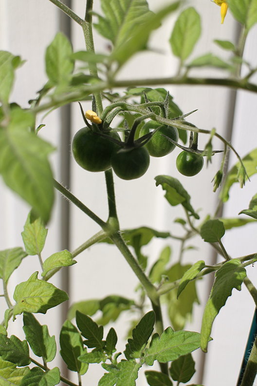 Cherry tomatoes