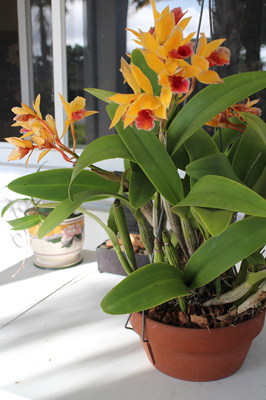 My new orchid. Thank you Mike Stanwyck for this amazing gift!
