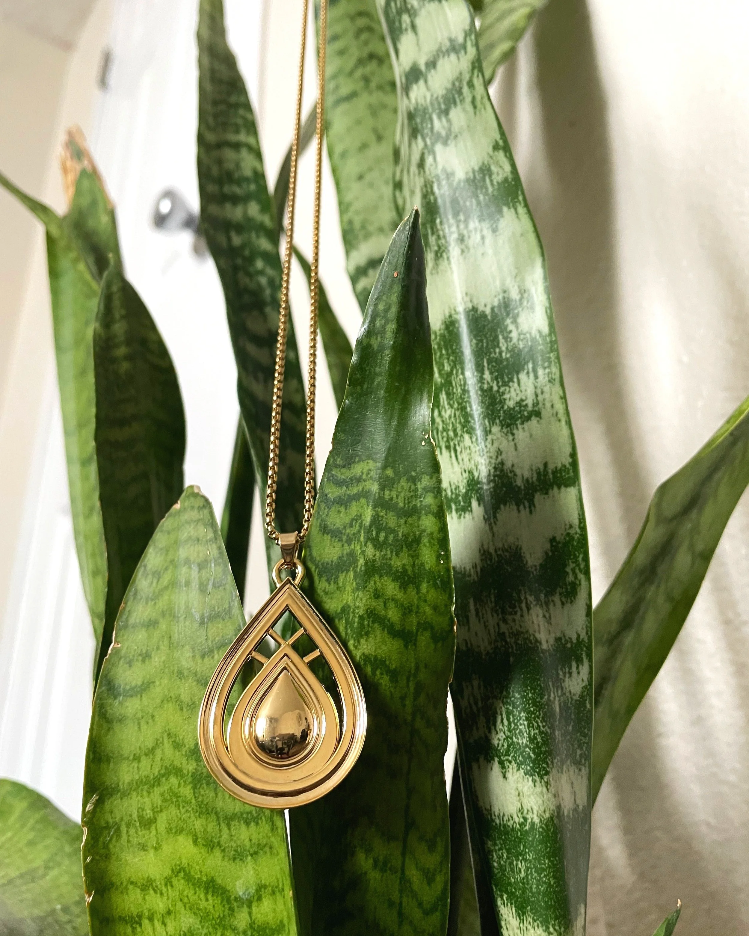 Gold+drop+plant+pic+2.jpg