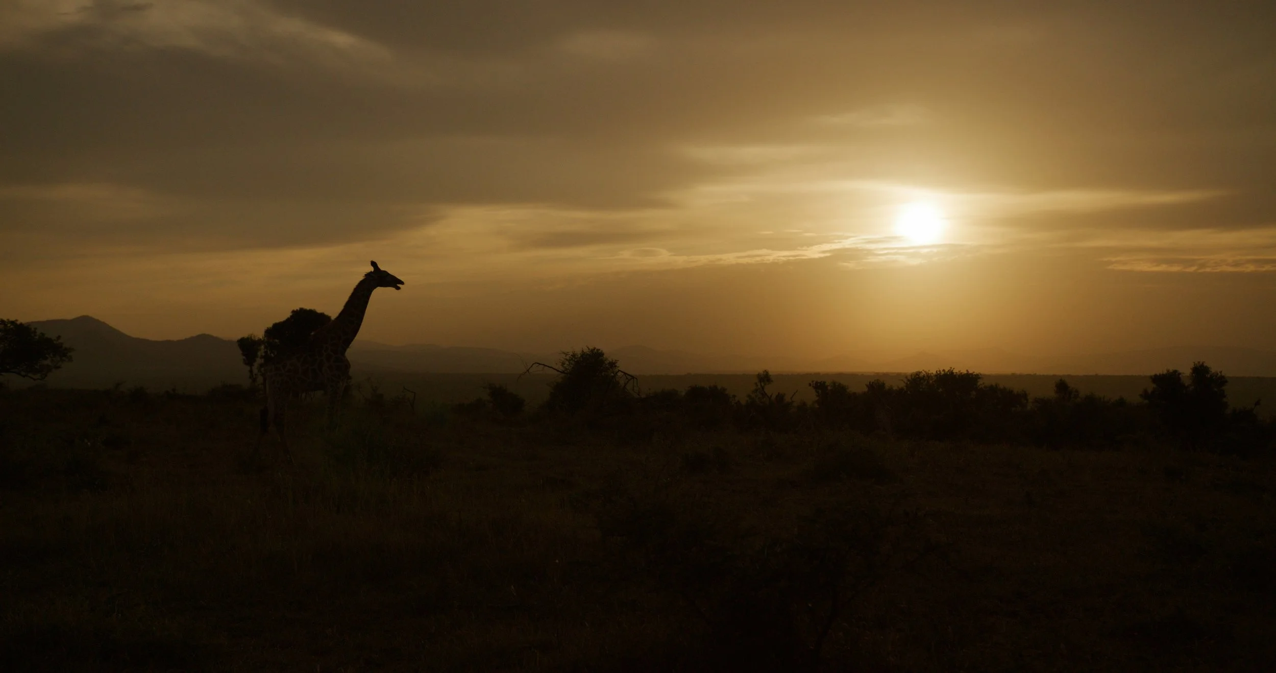 Munywana Conservancy - RED KOMODO X