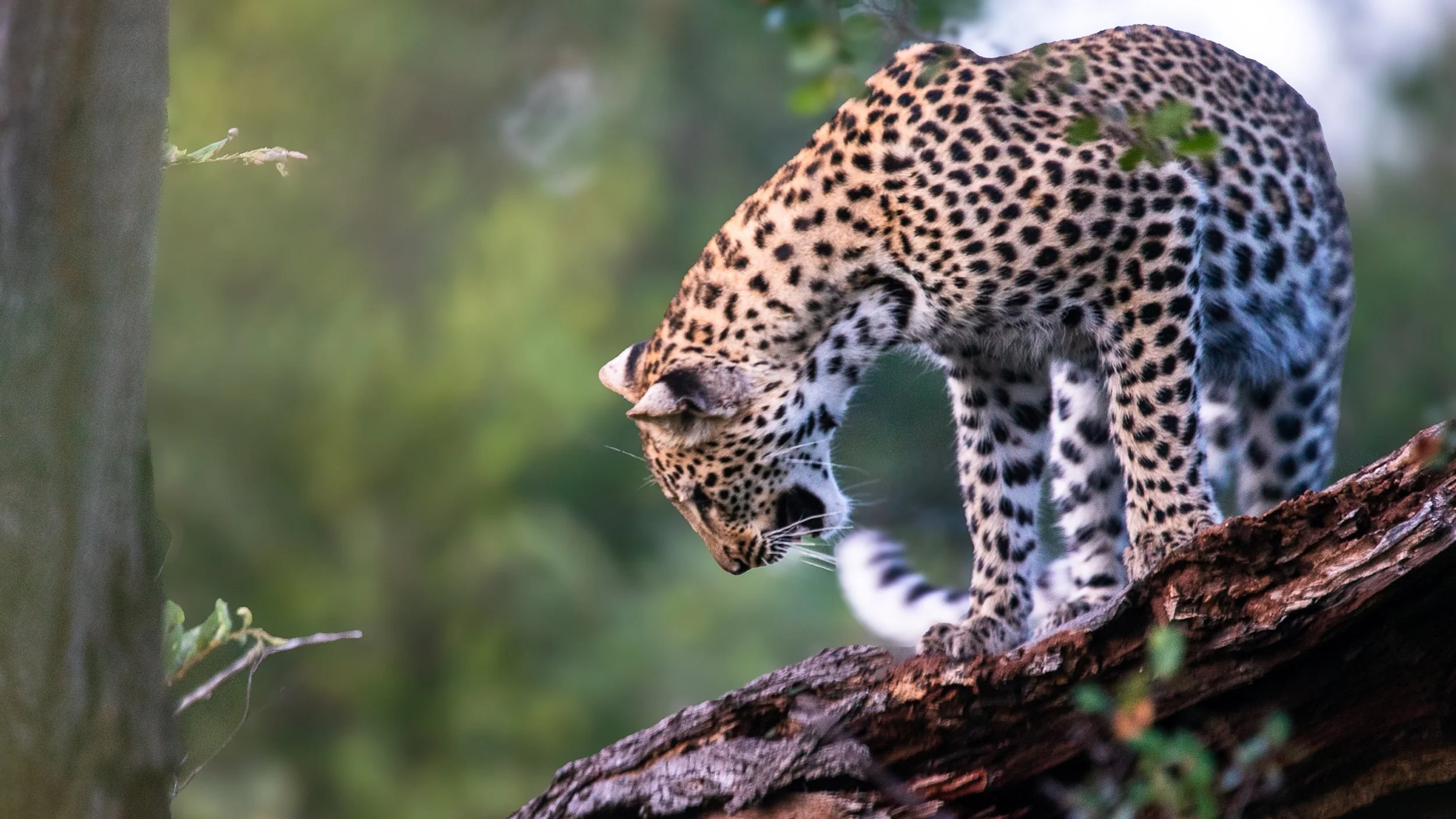 Timbavati, SA - Sony 600mm