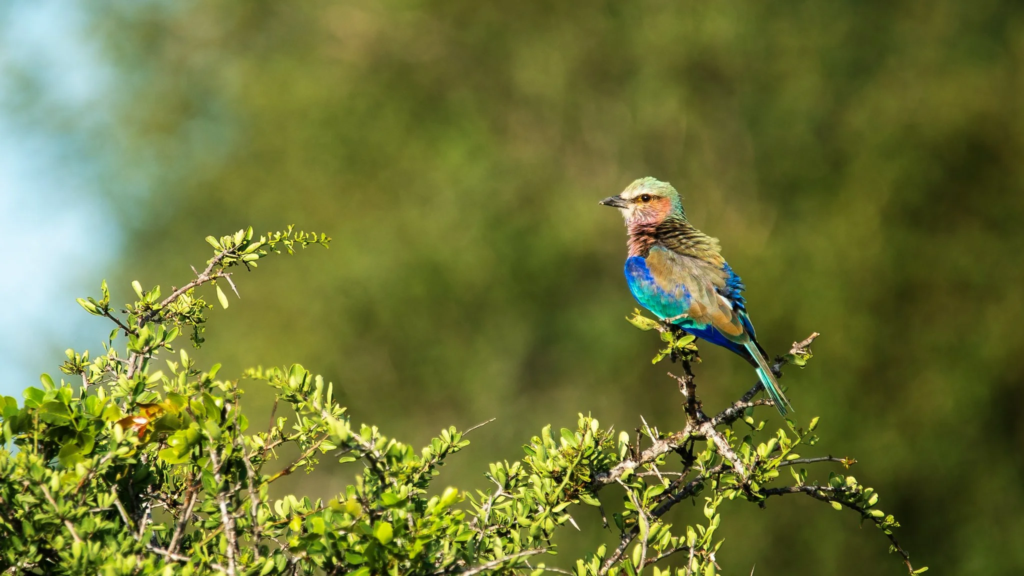 Timbavati, SA - Sony 600mm