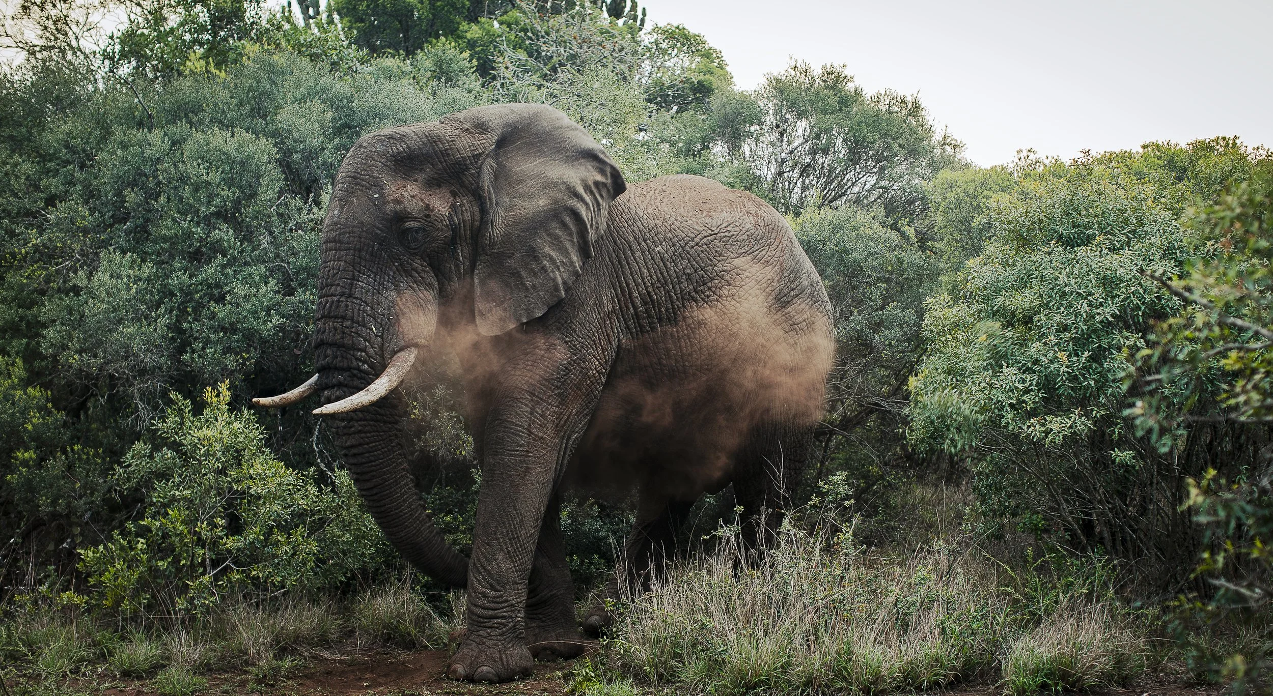 Munywana Conservancy, Sony 70-200mm