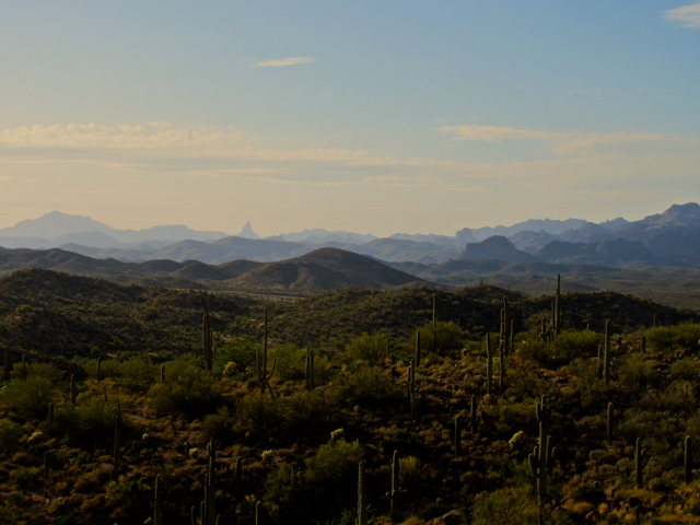 Saguaros