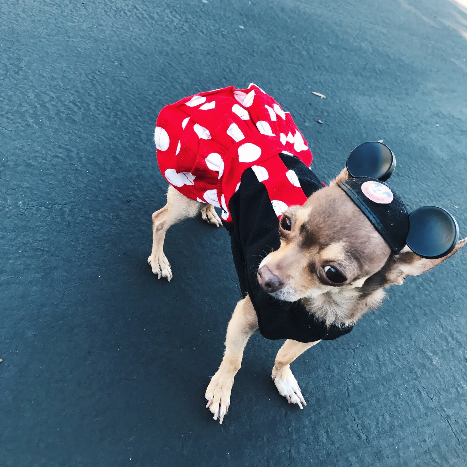 Lou the obsessed disney fan