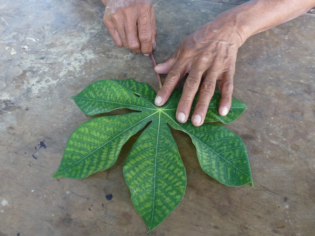 Cassava Mother - Leaf.JPG
