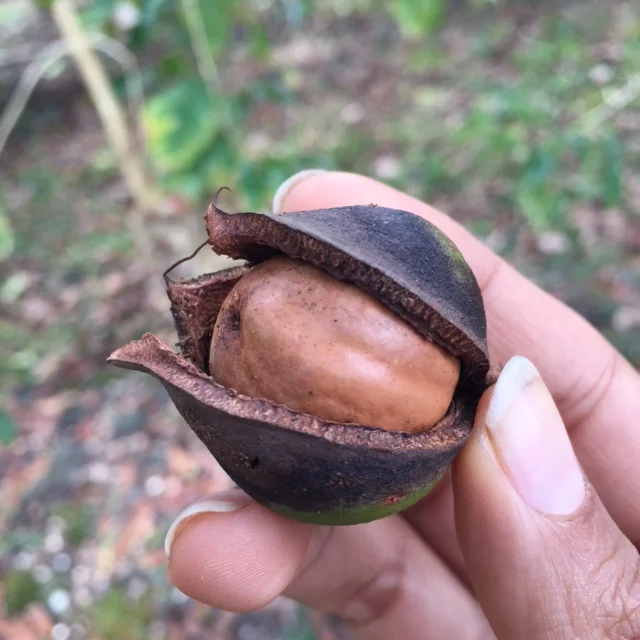 Macadamia Nut