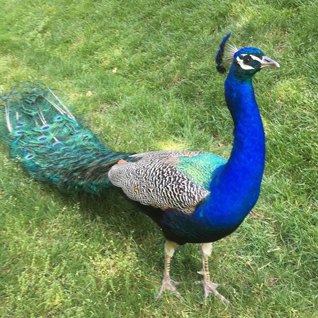 Met this handsome fella peacocking @groundsforsculpture #canttakemyeyesoff #him #love #firsttime #upcloseandpersonal #peacock