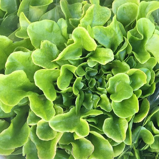 💚 hooked on watercress, tastes sooo gooood. #fresh #vitaminK #delicious #farmersmarket #salad