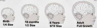 Children have thinner skulls which allow for deeper penetration of radio frequency radiation than adults