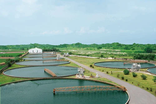 Chlorella Pond: Courtesy of Sun Chlorella Company 
