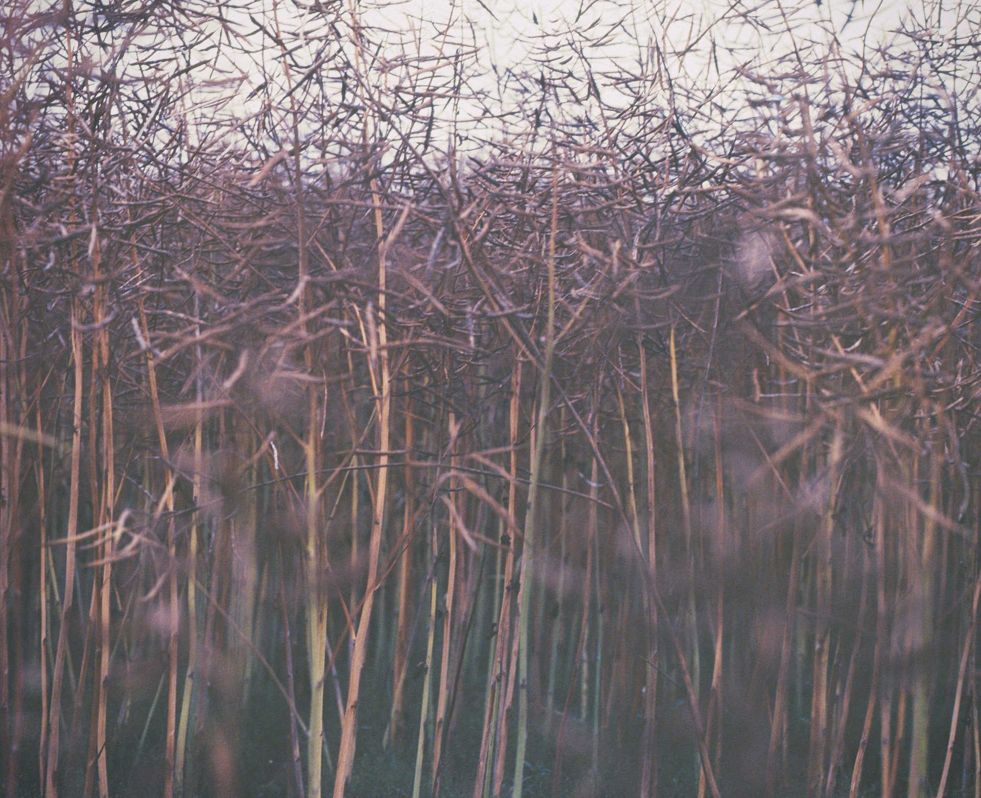 Scan533.jpg