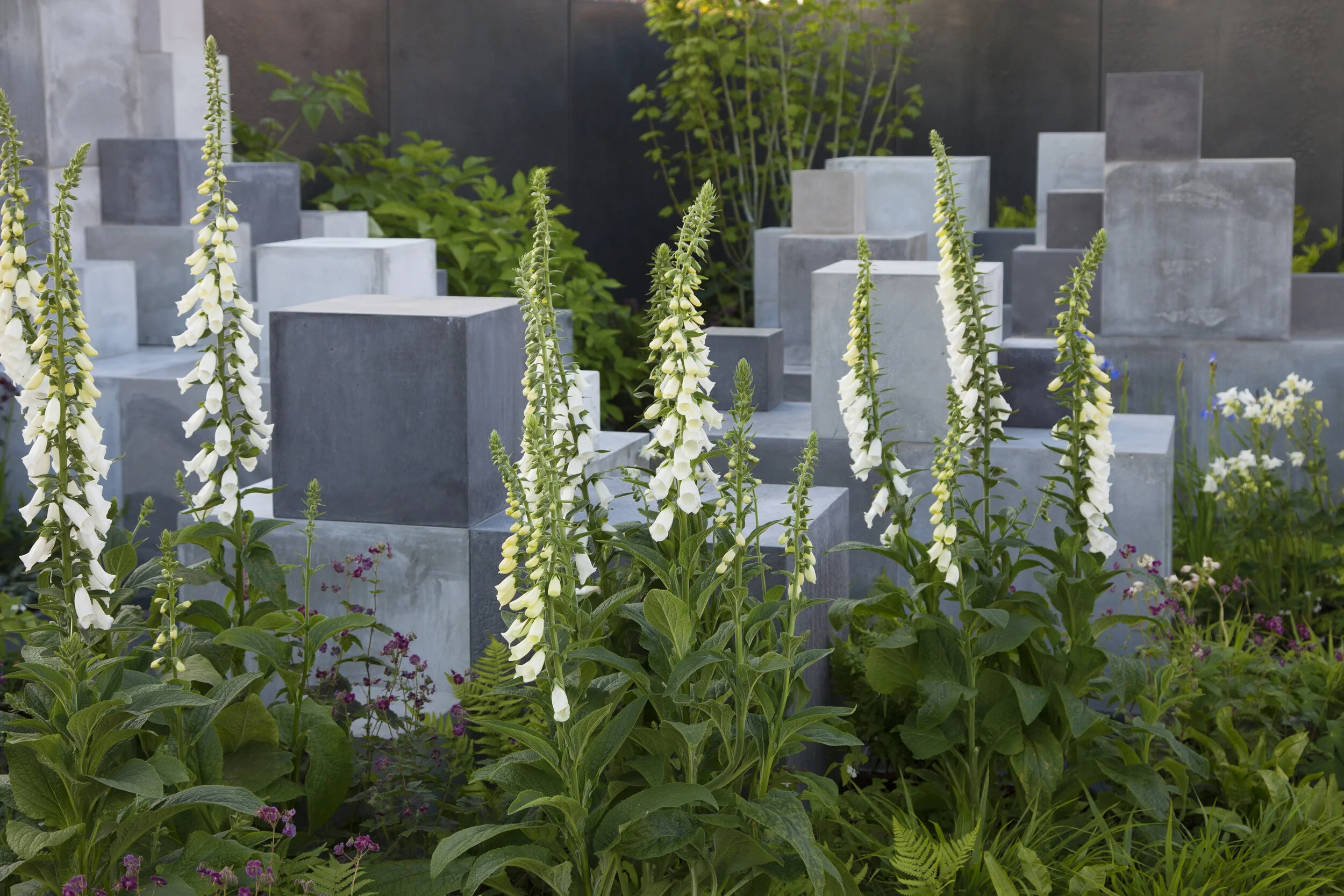 RHS Chelsea Winning Garden Design — Robert Barker Design