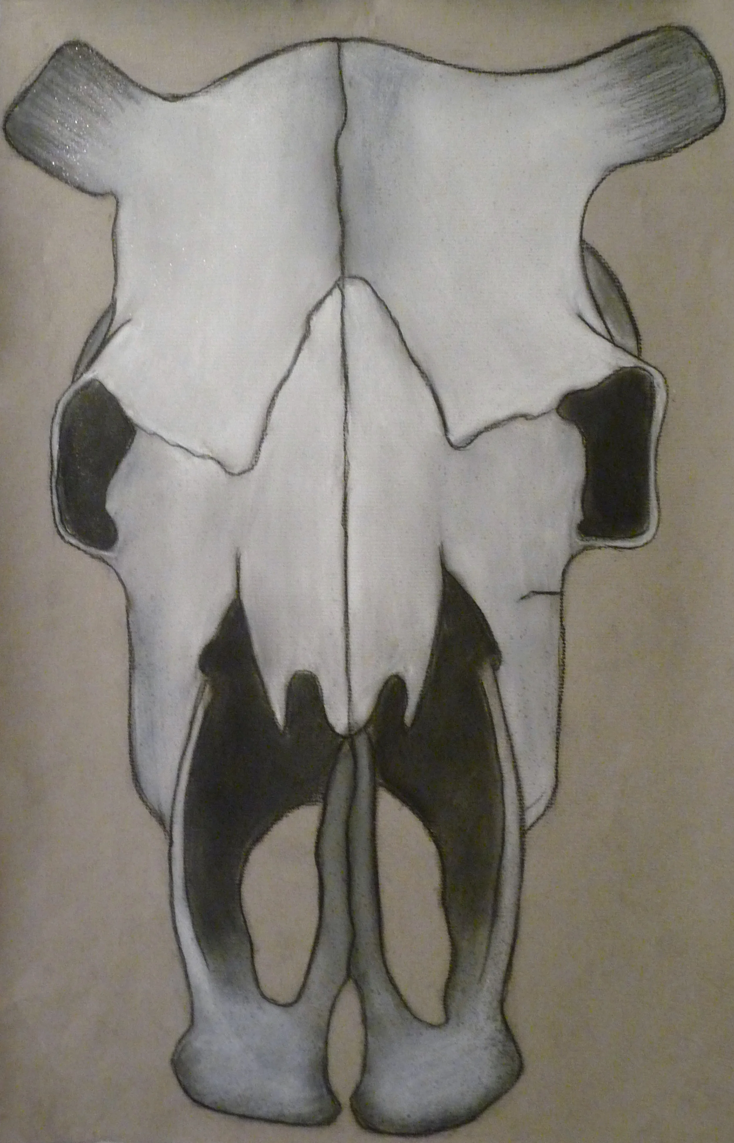 Cow Skull