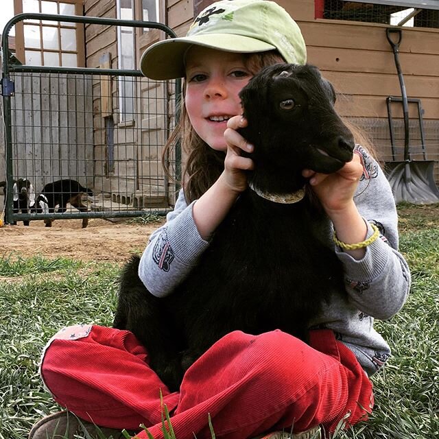 Baby goat love. #kidsandkids #caperinggoatdairy #lamanchagoat