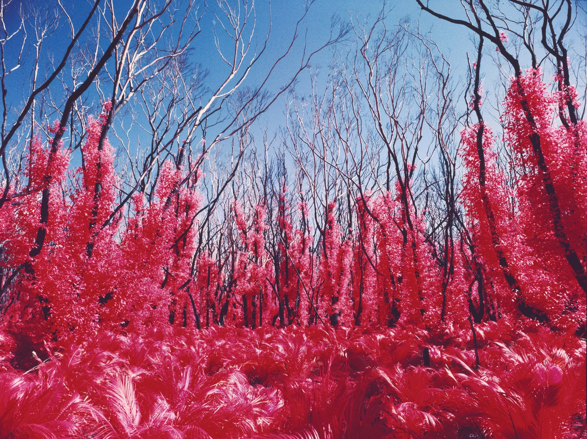 590_ 008-Print-sharpened.jpg