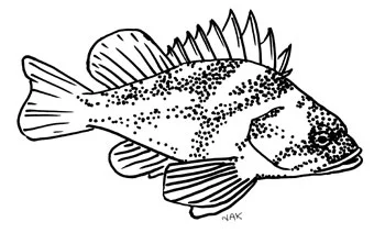 Vancouver Aquarium Educator Guides