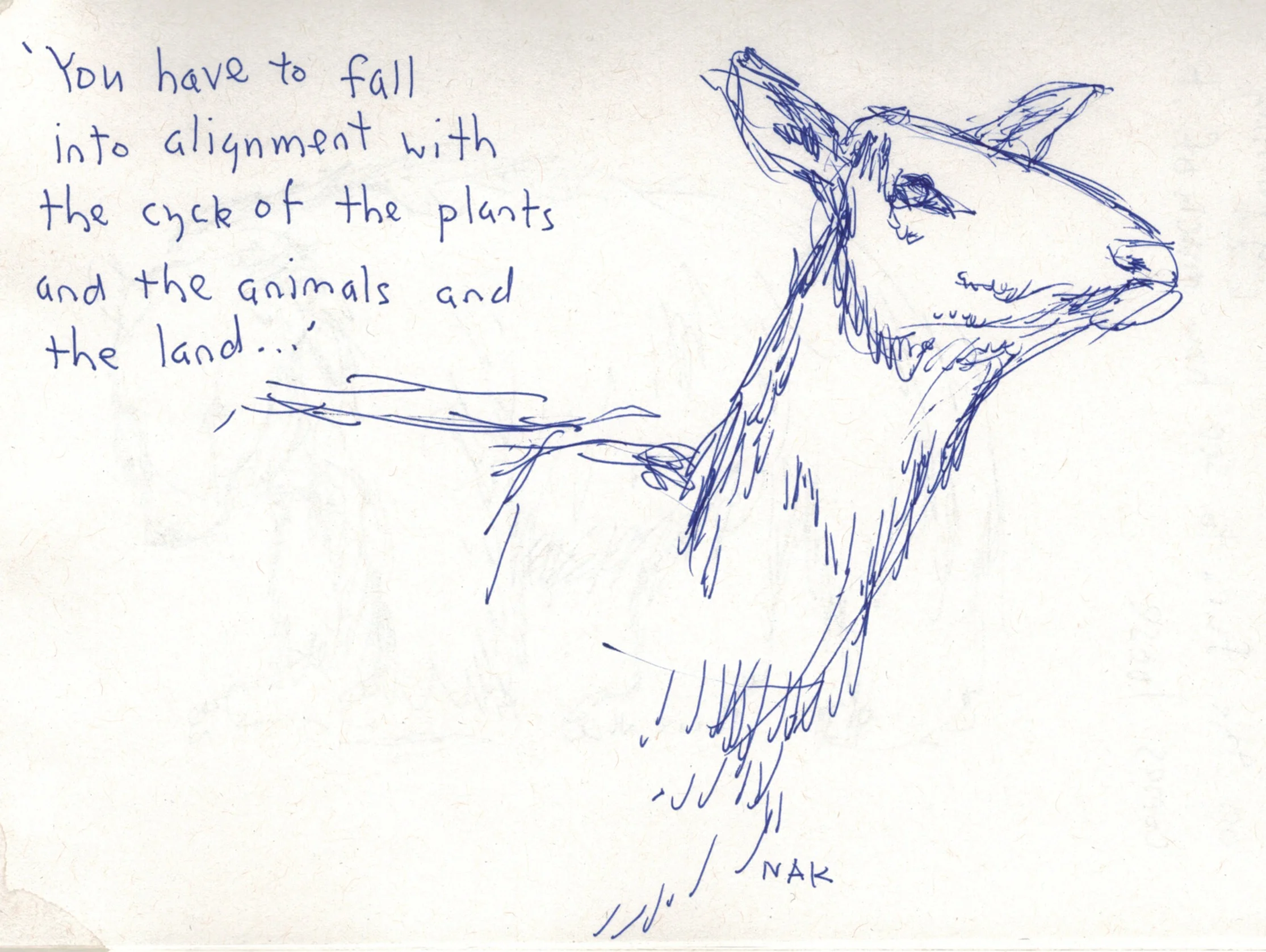 An elk comes to dinner
