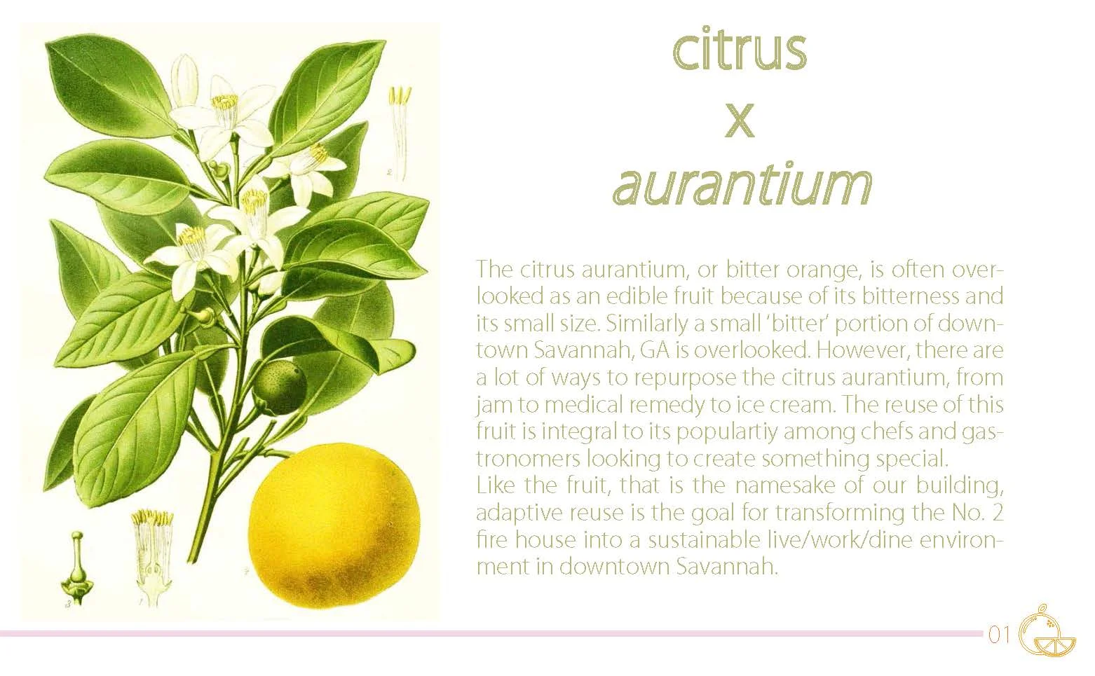 citrus X arantium.fin_Page_02.jpg