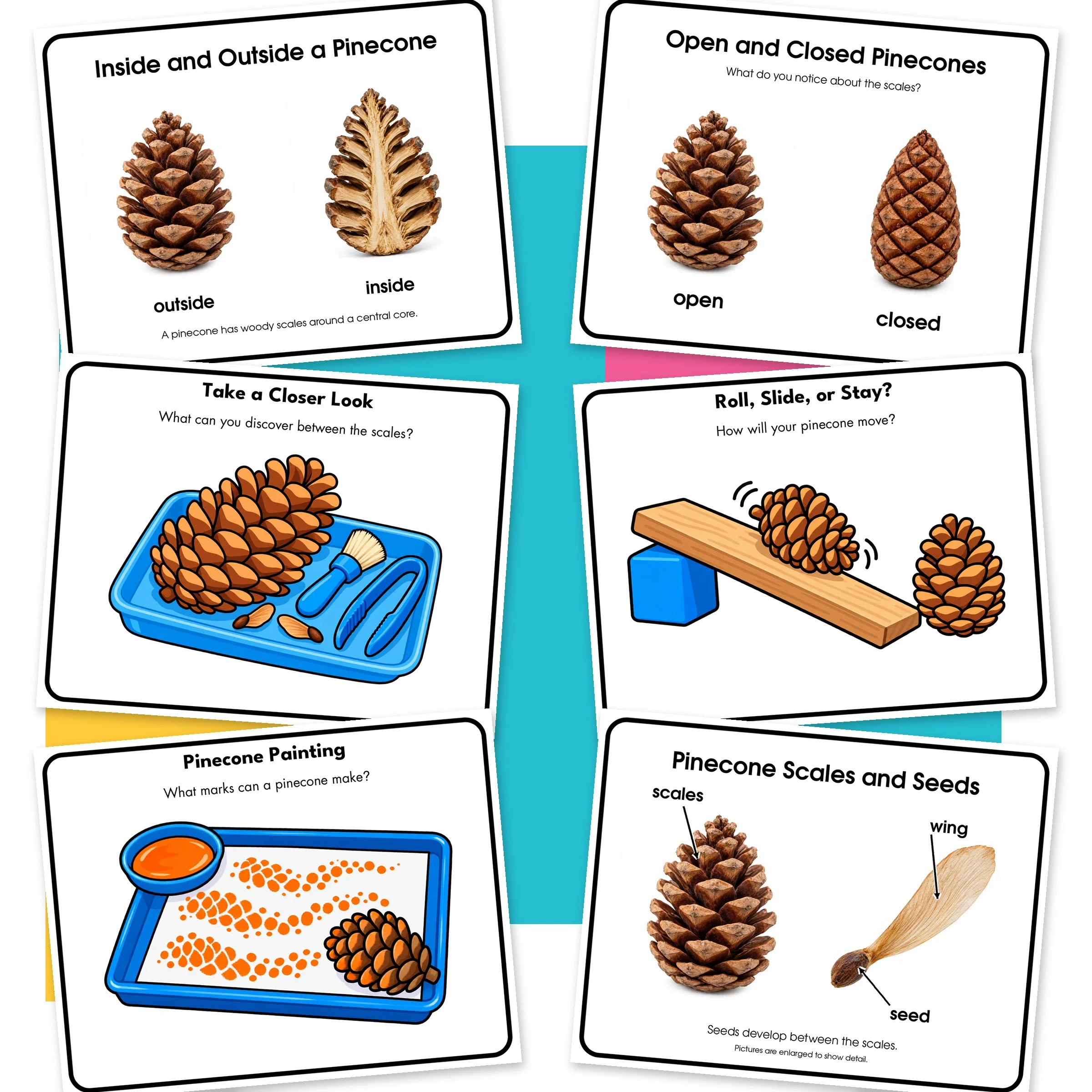 Pinecone-02-Additional.jpg