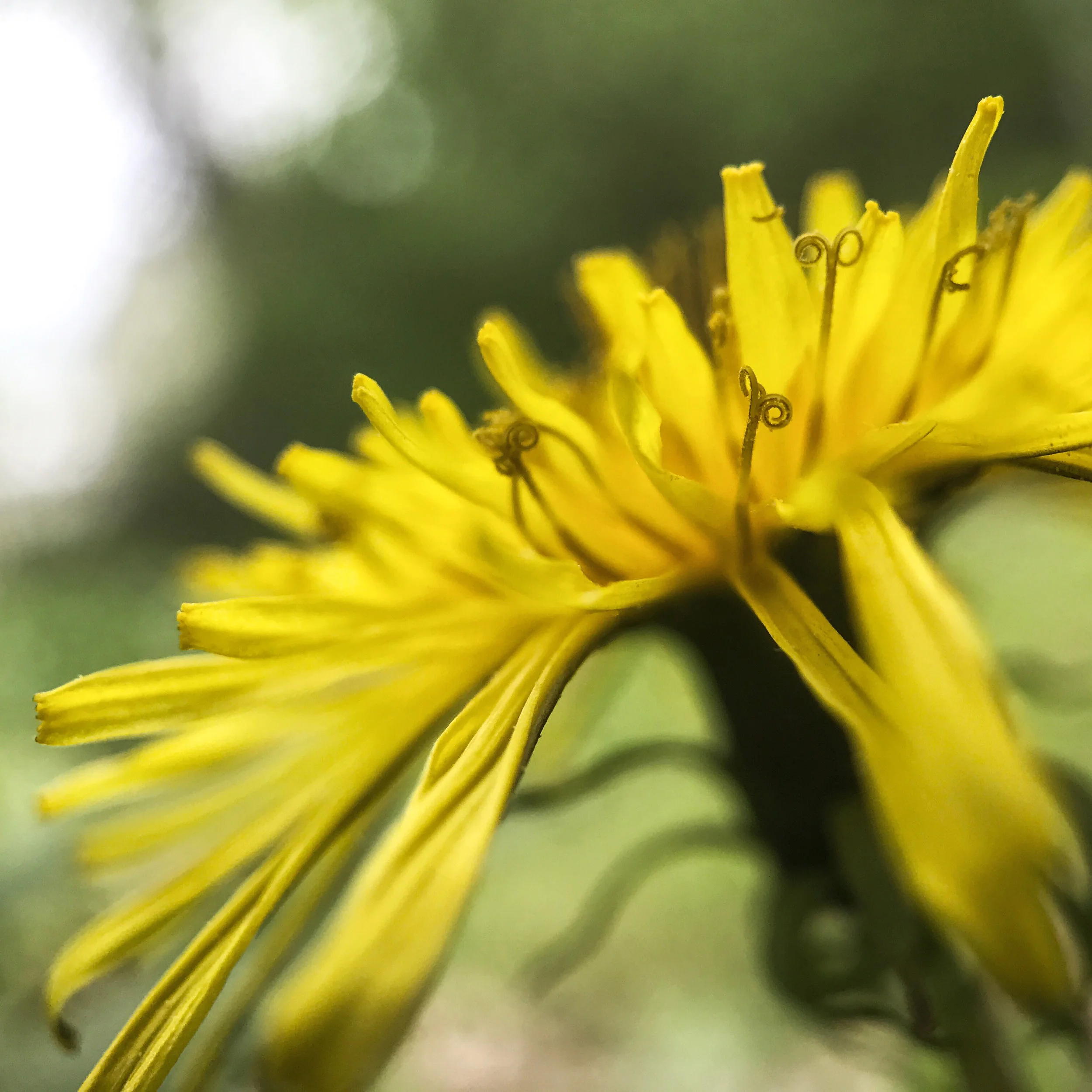 Accepted_Wilkerson_Dandelion_2017.jpg