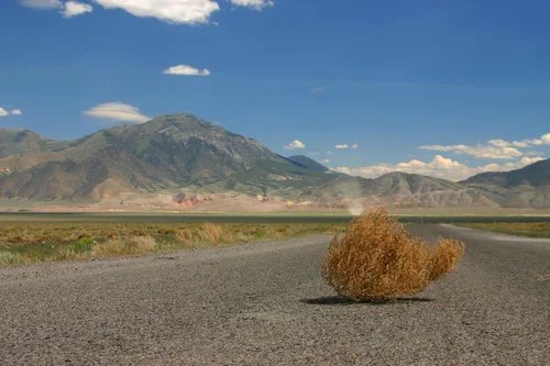 tumbleweed_licnsed_2.jpg