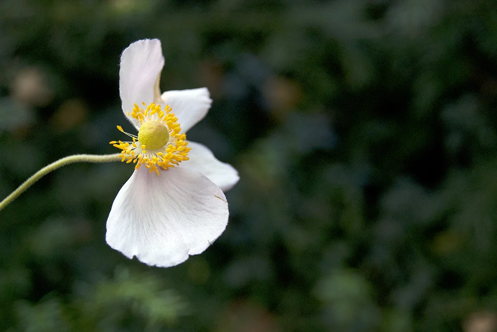 flower20.jpg