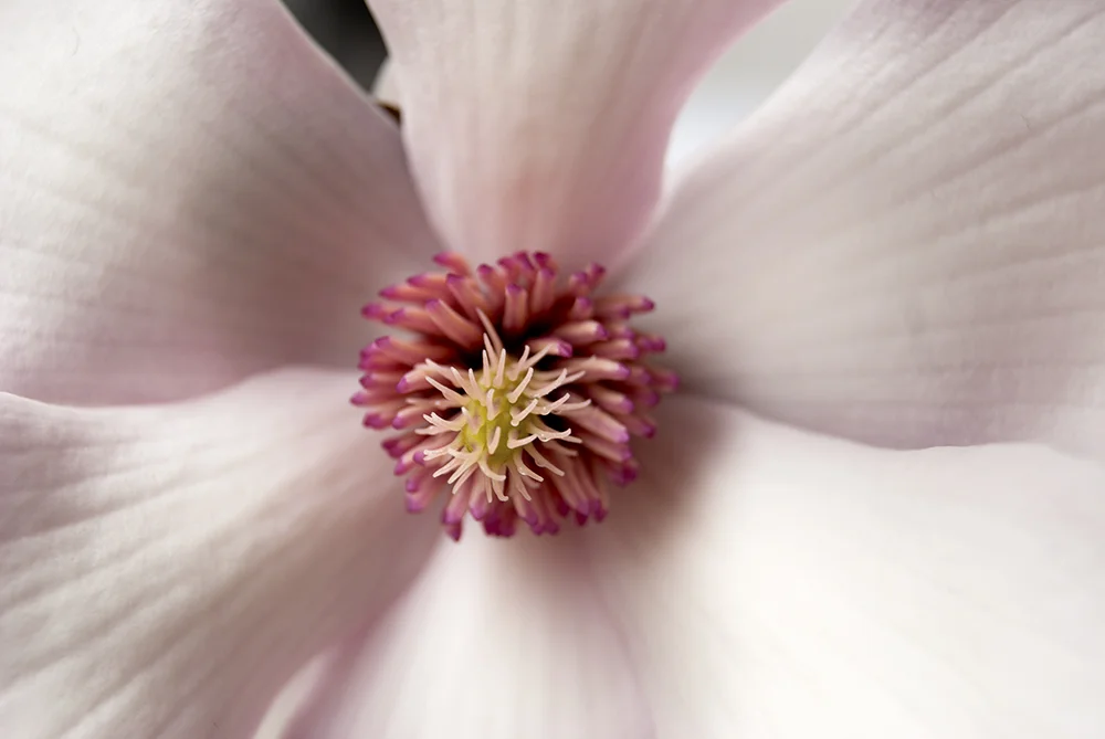flower6.jpg
