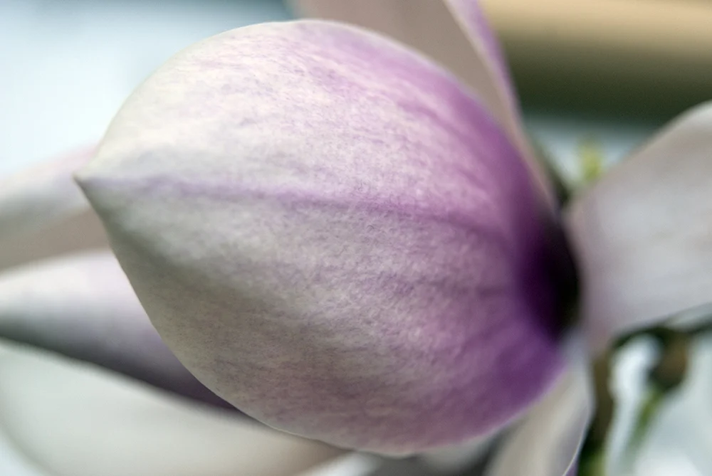 flower7.jpg