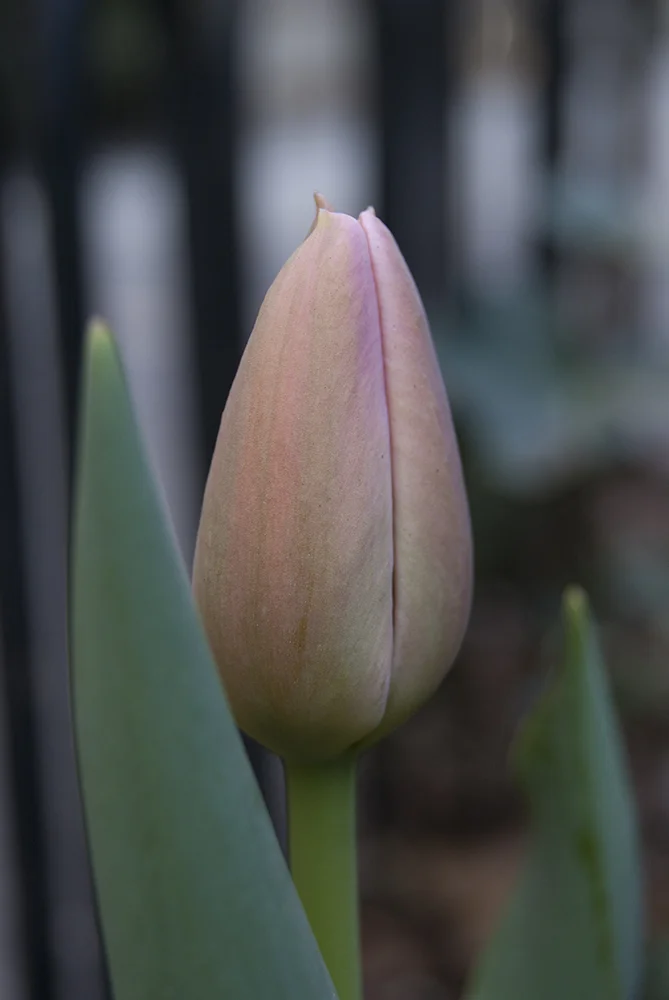 flower1.jpg