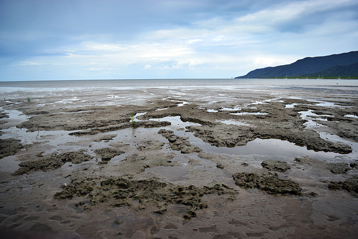  Cairns' mudflats - once a pristine beach, now a thriving ecosystem for&nbsp;mangroves and marine wildlife. 