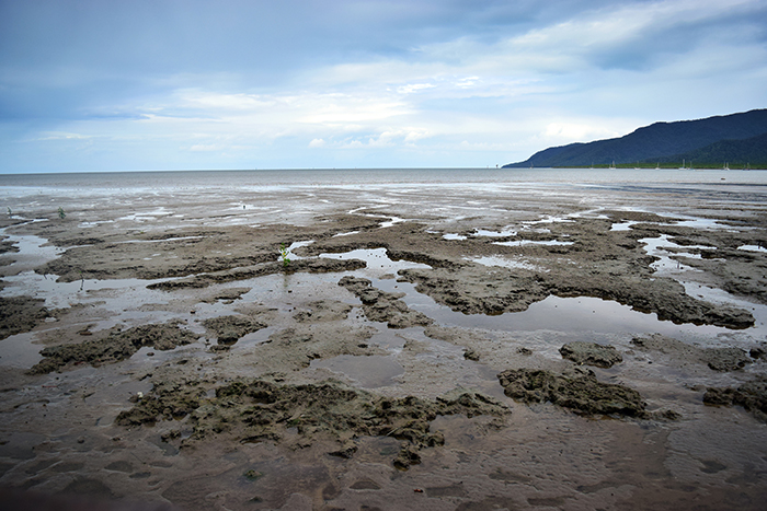 Cairns' mudflats - once a pristine beach, now a thriving ecosystem for mangroves and marine wildlife.