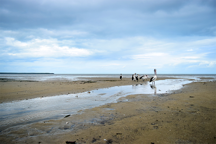  Cairns' mudflats are home to thousands of species of marine life.&nbsp; 