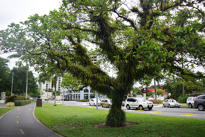  Many trees on the Esplanade are completely covered in these leafy ferns. 