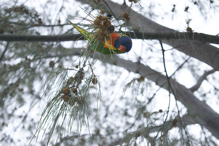 These noisy little guys are everywhere! 